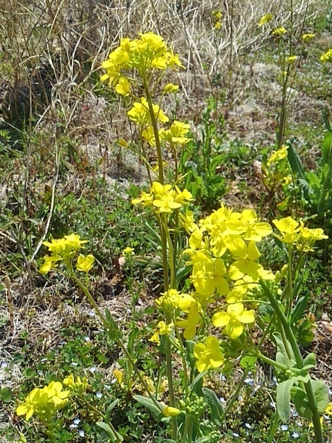 道沿いの菜の花（4月5日）