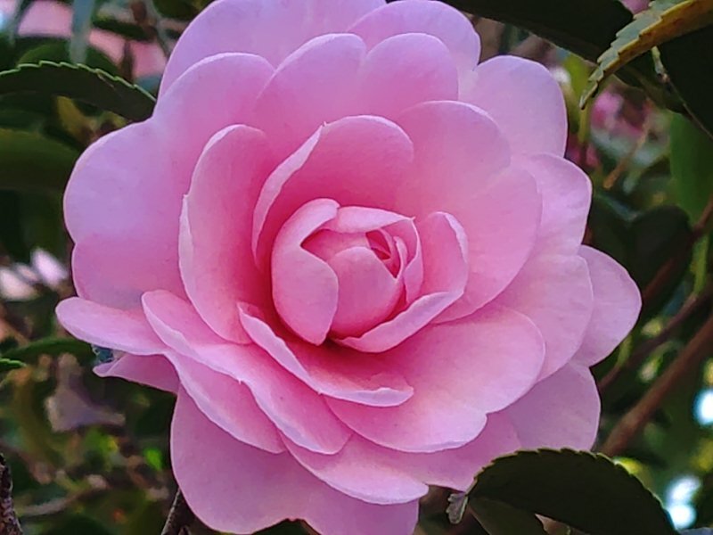 ピンク色のサザンカ（11月30日）