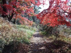 烏ヶ森公園の緩やかな階段（11月20日）