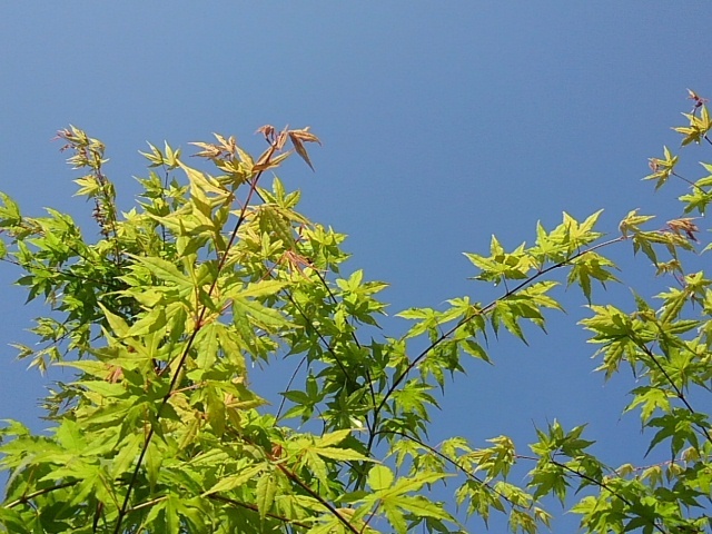 庭のモミジの葉（5月5日）
