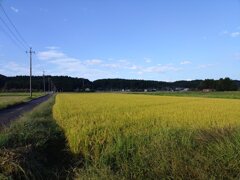 稲穂が広がる水田（10月12日）