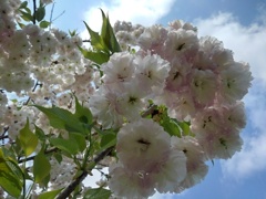 ゆうゆうパークの丘の八重桜の花（4月26日）