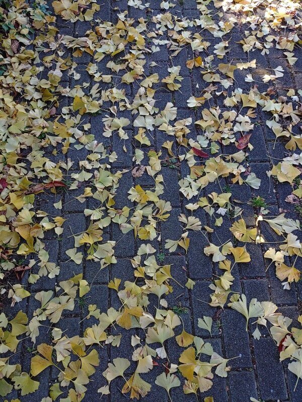 石畳の歩道とイチョウの落ち葉（11月20日）