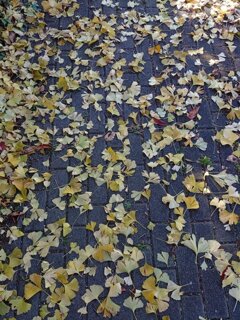 石畳の歩道とイチョウの落ち葉（11月20日）