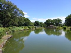 烏ヶ森公園の映り込みの池（8月8日）