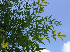 南天（9月1日）