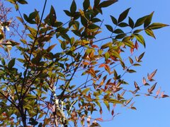 南天の葉（1月13日）