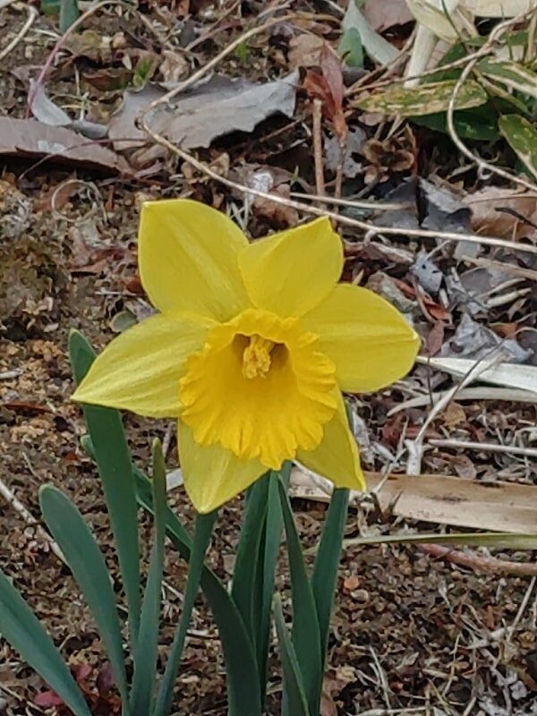 長峰公園の黄色いスイセン（2月7日）