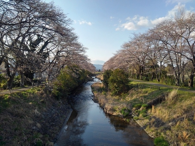 橋の上からの川と満開の桜（4月7日）