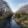 橋の上からの川と満開の桜（4月7日）