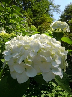 烏ヶ森公園の丘の白いアジサイの花（6月15日）