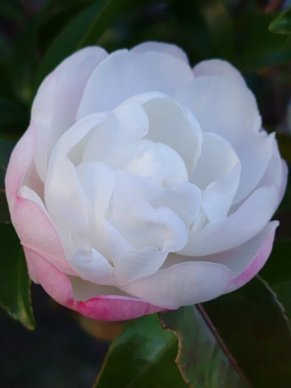 淡いピンクの花びらも綺麗な白いサザンカ（11月28日）