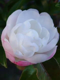 淡いピンクの花びらも綺麗な白いサザンカ（11月28日）