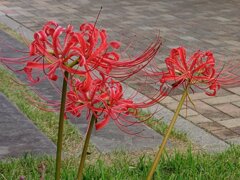 石畳の歩道とヒガンバナ（9月29日）