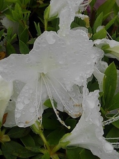 街路樹の白いツツジの花（5月10日）