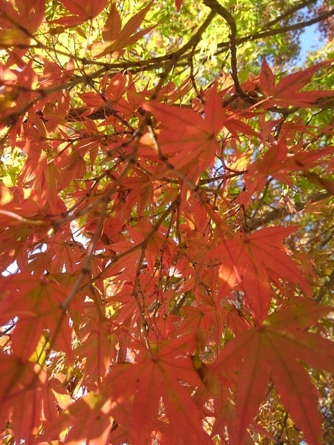 赤いモミジ（11月1日）