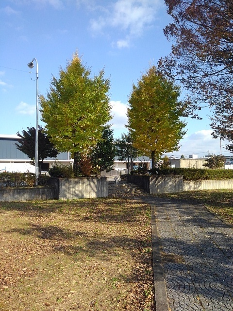 小さな公園のイチョウ（11月9日）