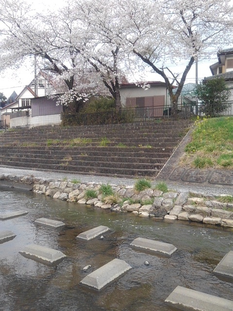 土手の階段の上の桜（4月10日）