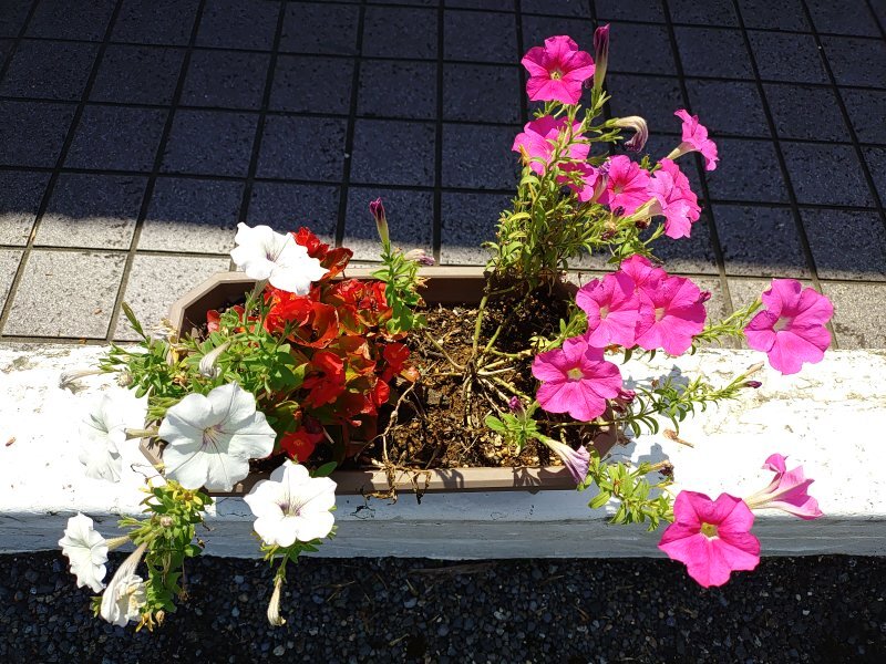 ココスの様々な色のペチュニア（8月30日）