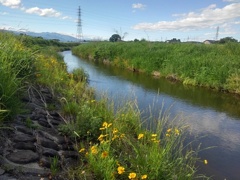 コスモスも咲いた土手（5月29日）