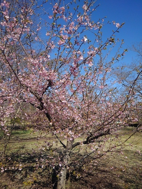 長峰公園の八重桜（3月29日）