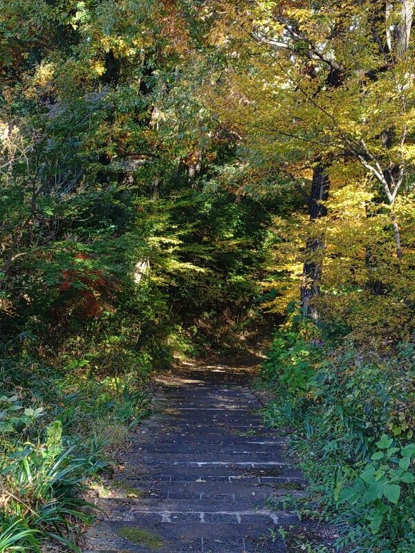 森の階段（11月15日）