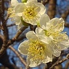 長峰公園の開花した梅の花（2月18日）