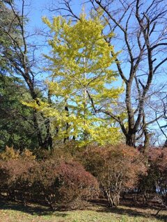 長峰公園のイチョウの木（11月15日）
