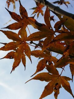 赤いモミジ（11月23日）