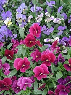 駅の花壇の2つの紫のパンジー（4月11日）