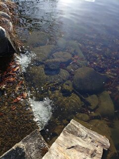 烏ヶ森公園の小川と池の境目（1月30日）