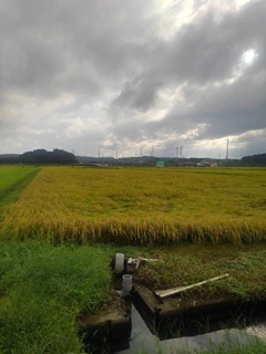 水田と用水路（9月1日）