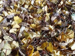 烏ヶ森公園のイチョウの落ち葉（11月20日）