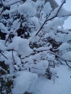 雪の庭の低木（2月5日）