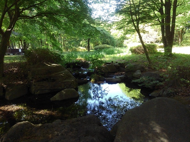 森の広場の小川（5月2日）