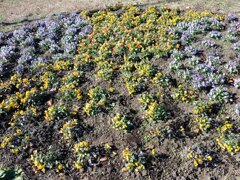 紫と黄色のパンジー花壇（12月6日）