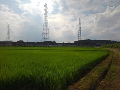 水田と鉄塔（7月18日）
