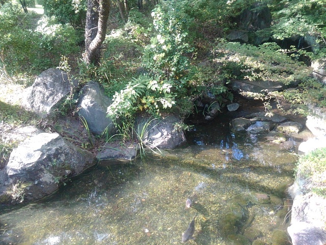那須野が原公園の鯉も泳ぐ小川（10月14日）