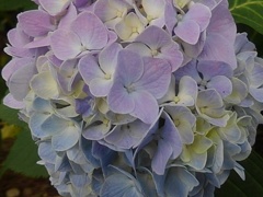 混じり合う薄い紫のアジサイの花（7月11日）