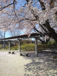 長峰公園の休憩所と桜（4月13日）
