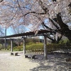 長峰公園の休憩所と桜（4月13日）