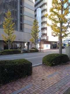イチョウ並木（12月6日）