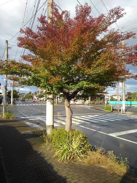 街のモミジ（10月10日）