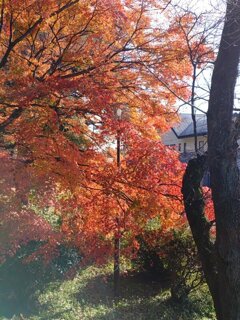 烏ヶ森公園のモミジと街灯（11月20日）