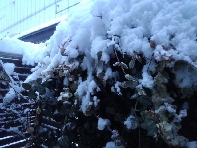 雪の日の小さな葉（2月5日）