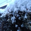 雪の日の小さな葉（2月5日）