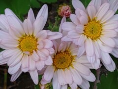 小菊の三連星（11月2日）