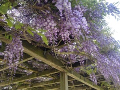 薄紫の花たち（4月28日）