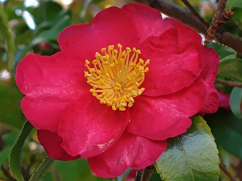 街路樹のサザンカの花（1月17日）