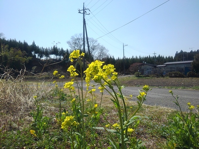 菜の花のある景色（4月5日）